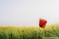 /album/marticizkova/a000035-2-jpg/